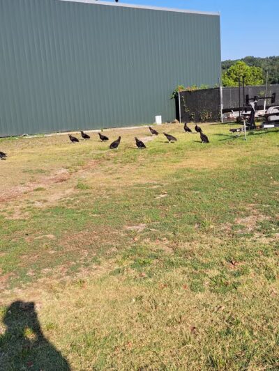 King's Run Bark Park - Clarksville, TN