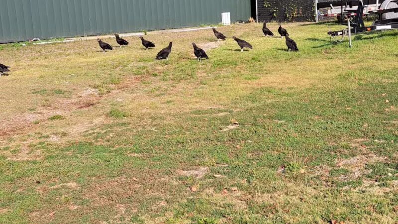 King's Run Bark Park - Clarksville, TN