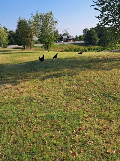 King's Run Bark Park - Clarksville, TN