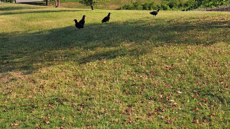 King's Run Bark Park - Clarksville, TN