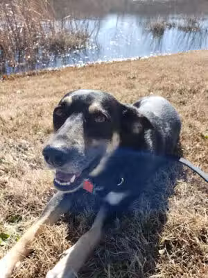 King's Run Bark Park - Clarksville, TN