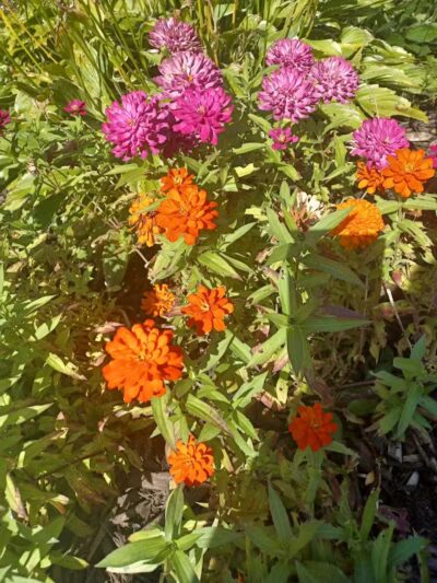 Parkland Park - Clawson,