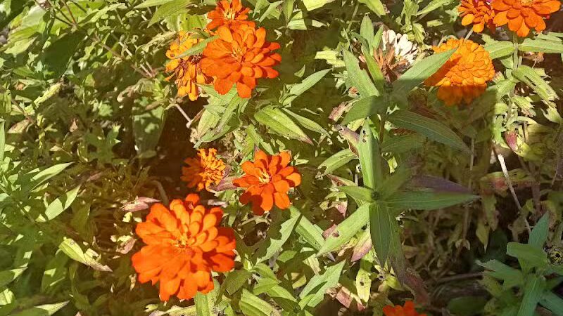 Parkland Park - Clawson,