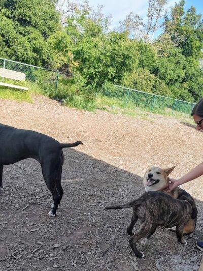 Clayton Dog Park - Clayton, CA