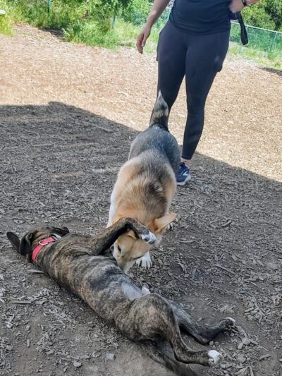 Clayton Dog Park - Clayton, CA