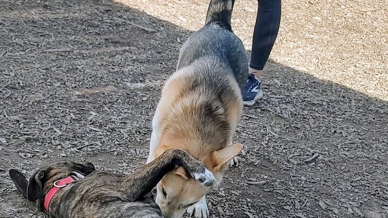 Clayton Dog Park - Clayton, CA