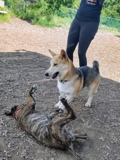 Clayton Dog Park - Clayton, CA