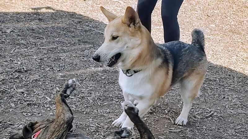 Clayton Dog Park - Clayton, CA