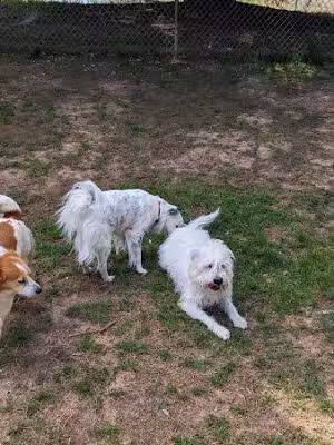 Rabun County Bark Park - Clayton, GA