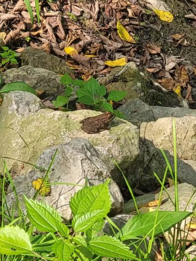 Ramsdell Park - Clayton,