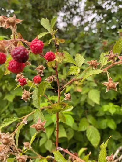 Ramsdell Park - Clayton,