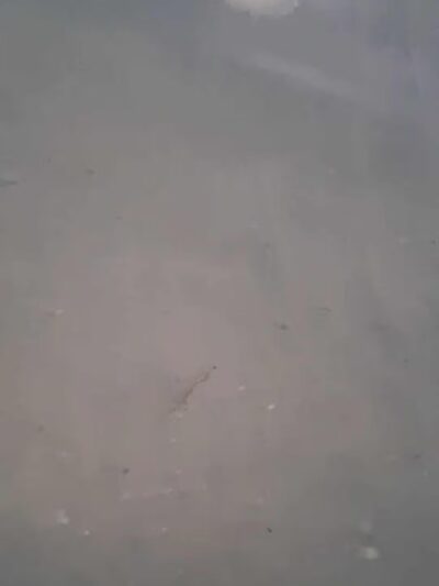 Crest Lake Dog Park - Clearwater, FL