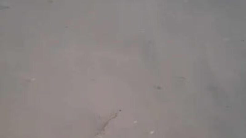 Crest Lake Dog Park - Clearwater, FL