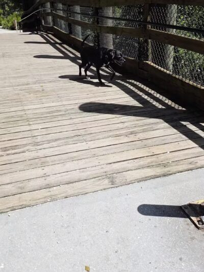 Enterprise Dog Park - Clearwater, FL