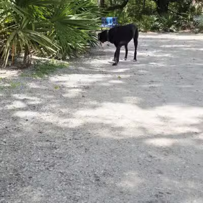 Enterprise Dog Park - Clearwater, FL
