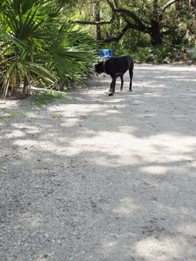 Enterprise Dog Park - Clearwater, FL