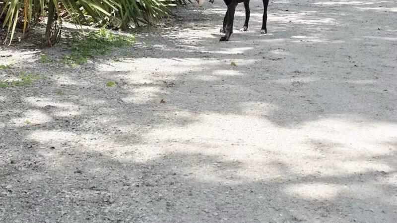 Enterprise Dog Park - Clearwater, FL
