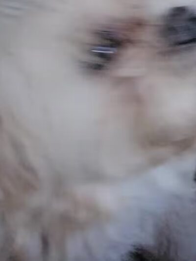 Enterprise Dog Park - Clearwater, FL