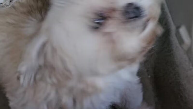 Enterprise Dog Park - Clearwater, FL