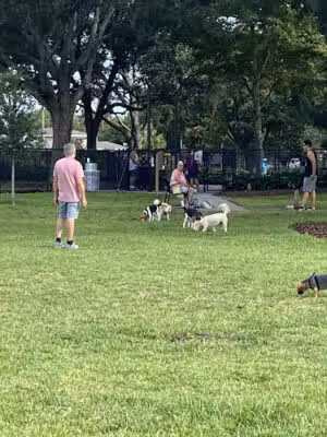 Crest Lake Dog Park - Clearwater, FL