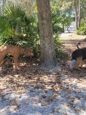 Enterprise Dog Park - Clearwater, FL