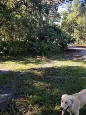 Northeast Park & Paw Place - Clearwater, FL