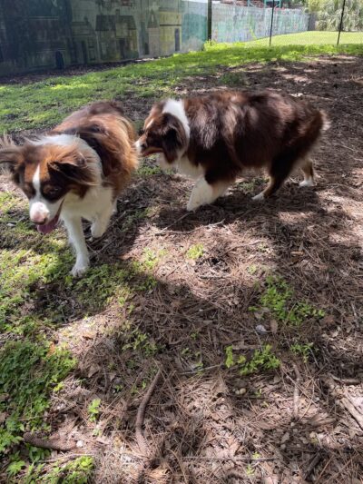 Northeast Park & Paw Place - Clearwater, FL