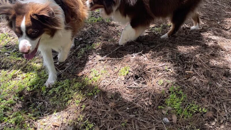 Northeast Park & Paw Place - Clearwater, FL