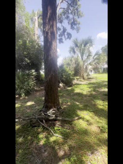 Northeast Park & Paw Place - Clearwater, FL