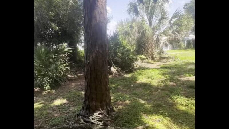 Northeast Park & Paw Place - Clearwater, FL