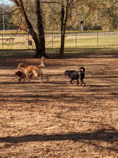 Nettles Dog Park - Clemson, SC