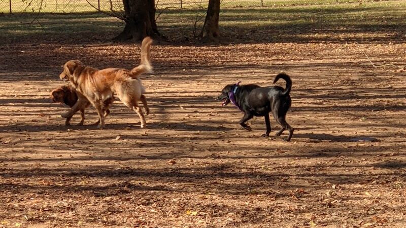 Nettles Dog Park - Clemson, SC