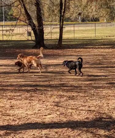 Nettles Dog Park - Clemson, SC