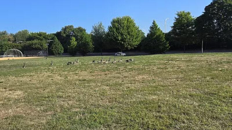 Nash Park - Clifton, NJ