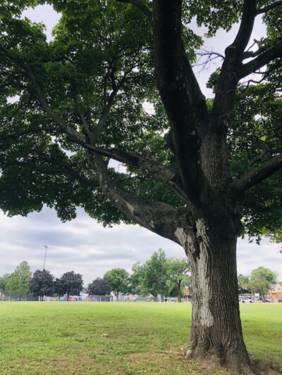 Nash Park - Clifton, NJ