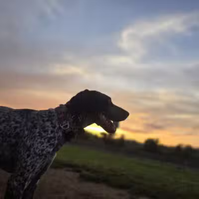 Carden Farm Dog Park - Clinton, TN