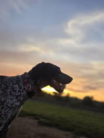 Carden Farm Dog Park - Clinton, TN