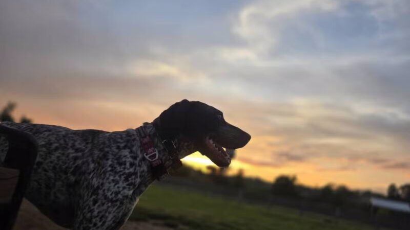 Carden Farm Dog Park - Clinton, TN