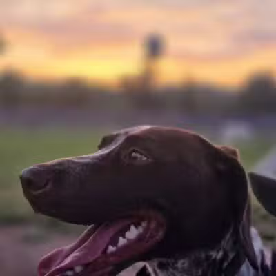 Carden Farm Dog Park - Clinton, TN