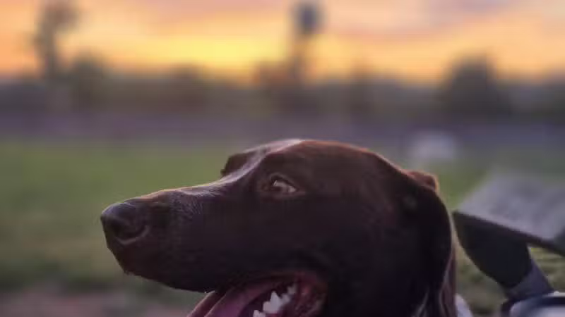 Carden Farm Dog Park - Clinton, TN