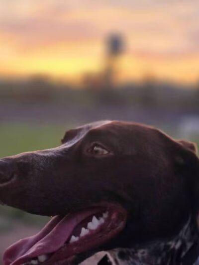 Carden Farm Dog Park - Clinton, TN