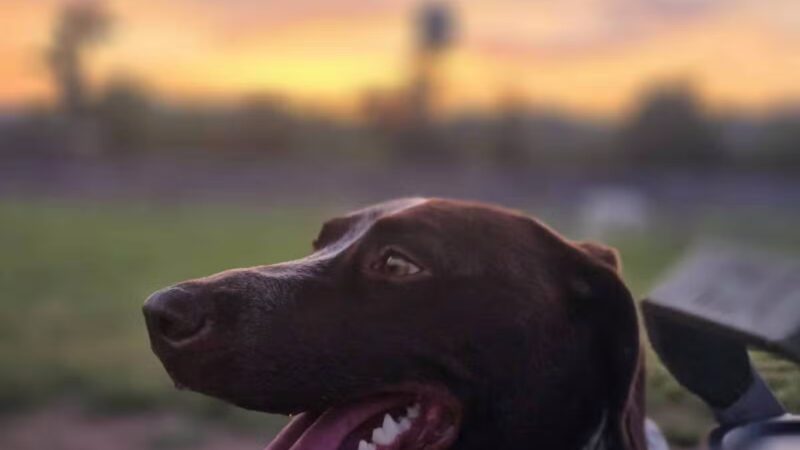 Carden Farm Dog Park - Clinton, TN