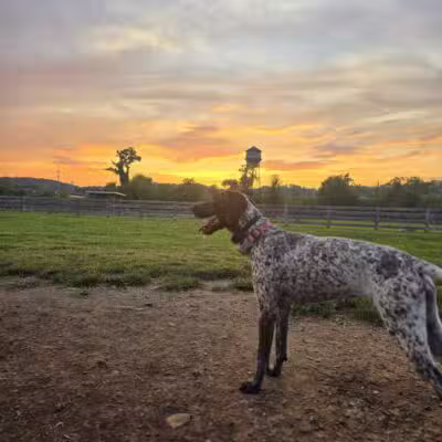 Carden Farm Dog Park - Clinton, TN