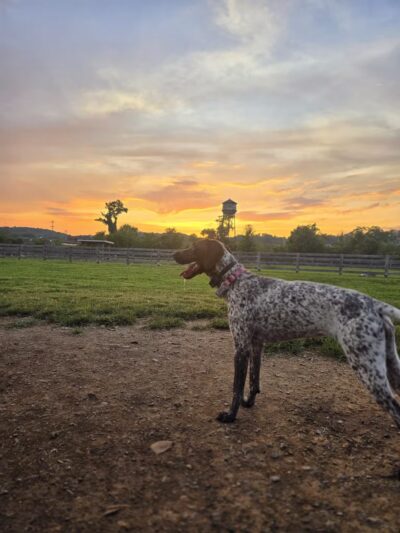 Carden Farm Dog Park - Clinton, TN