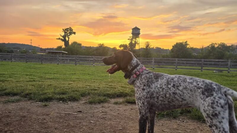 Carden Farm Dog Park - Clinton, TN