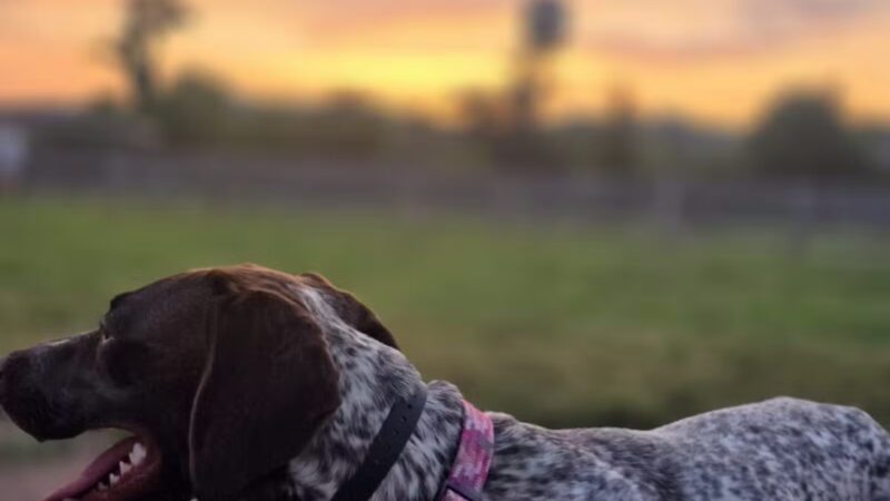 Carden Farm Dog Park - Clinton, TN