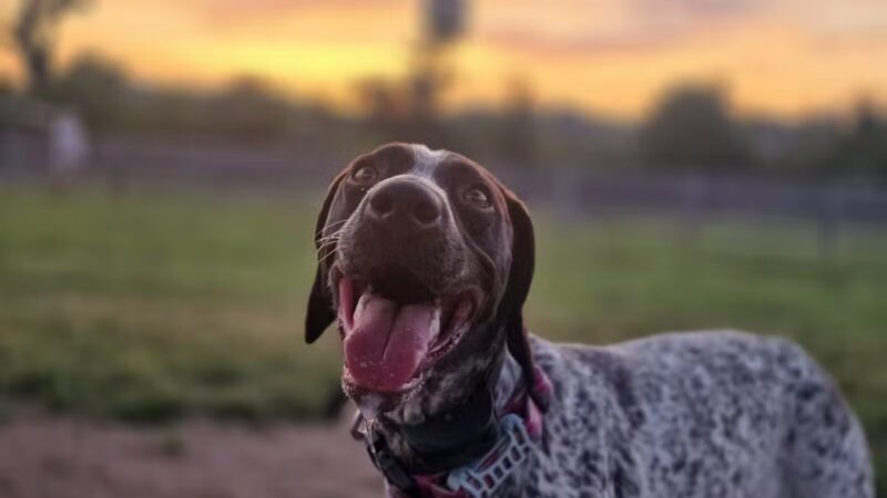 Carden Farm Dog Park - Clinton, TN