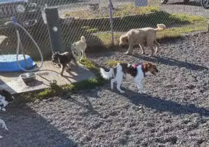 Bailey’s Dog Park - Clinton, CT