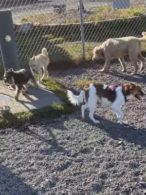 Bailey’s Dog Park - Clinton, CT