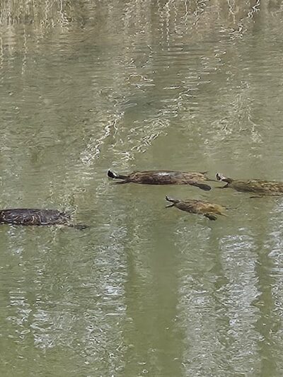 Cosca Regional Park Play Area - Clinton, MD